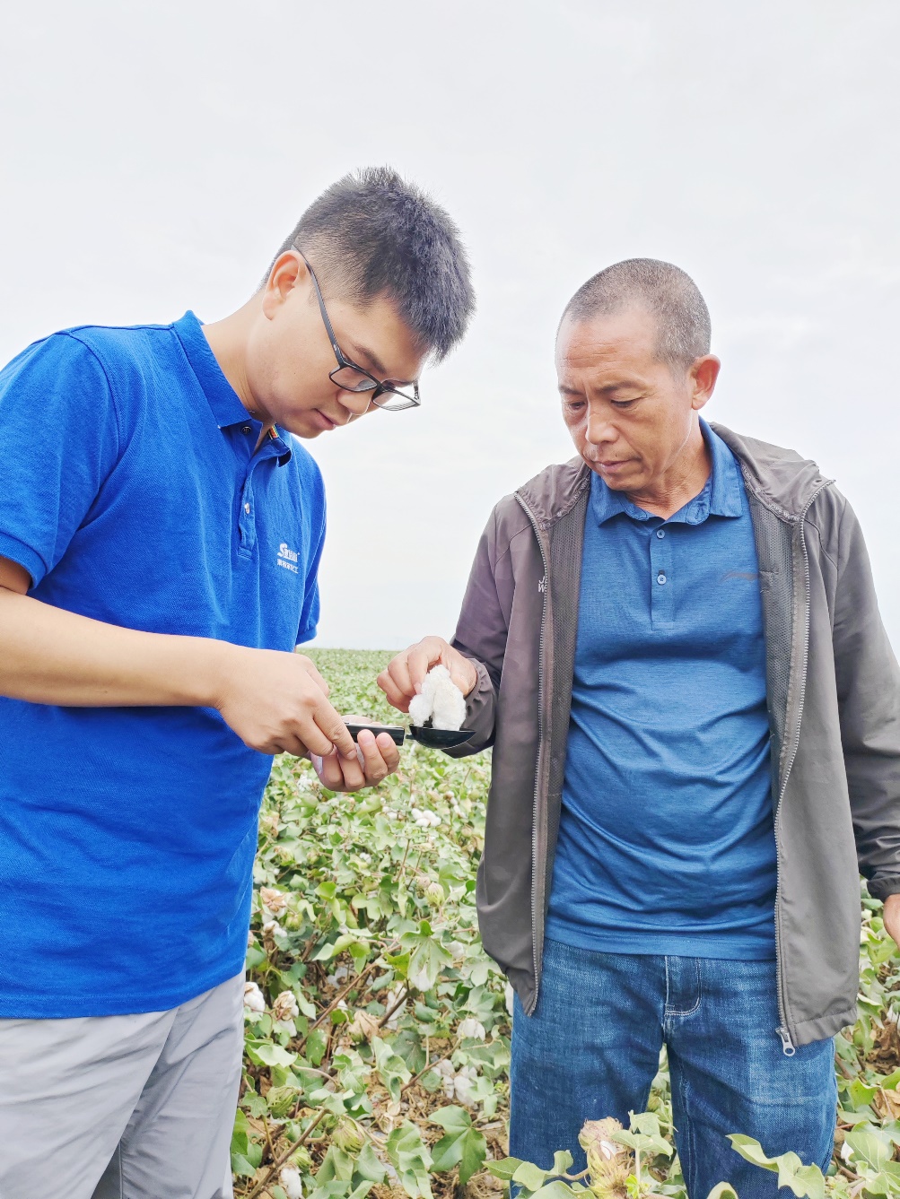 皇冠hg1088农艺师李春侨（左），在种植户陈克明（右）的棉田进行单铃测重，预估产量.jpg